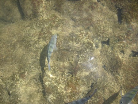 Recife em Porto de Galinhas